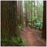 slides/Redwood grove, Rotorua.jpg  Redwood grove, Rotorua